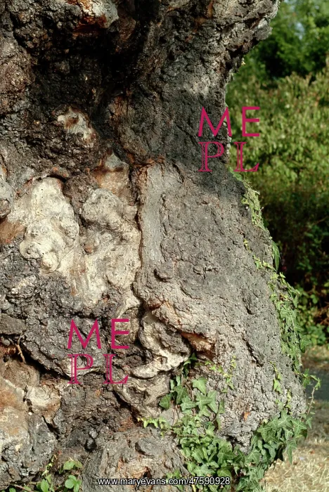 : Quercus sp. crouch oak : Quercus sp. crouch oak