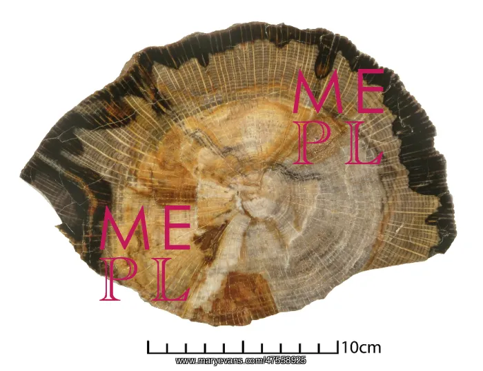 : Quercus sp. oak : Quercus sp. oak