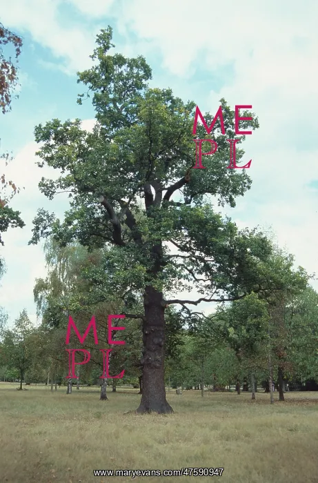  : Quercus sp. oak