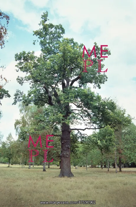  : Quercus sp. oak