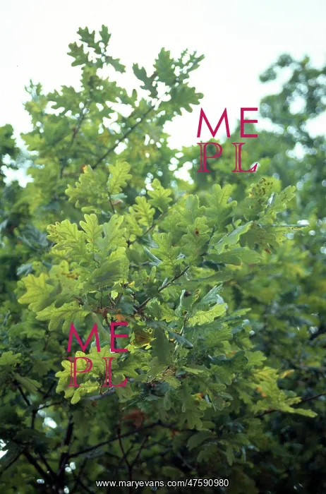  : Quercus sp. oak