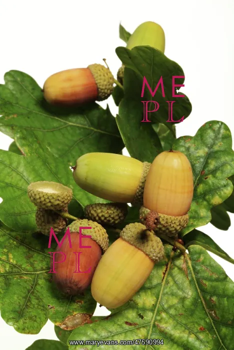 : Quercus sp. oak : Quercus sp. oak