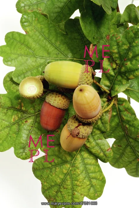 : Quercus sp. oak : Quercus sp. oak