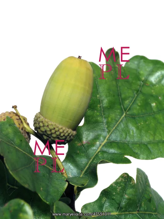 : Quercus sp. oak : Quercus sp. oak