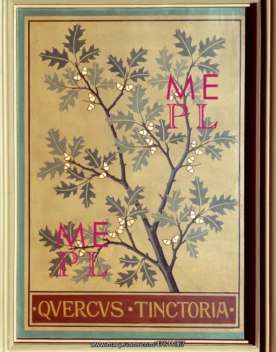 : Quercus tinctoria, black oak : Quercus tinctoria, black oak
