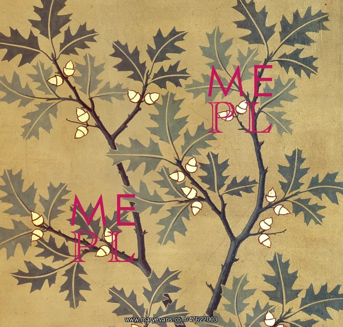 : Quercus tinctoria, black oak : Quercus tinctoria, black oak