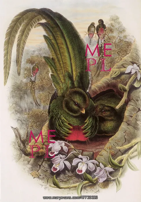 : Quetzal, Pharomachrus mocinno : Quetzal, Pharomachrus mocinno