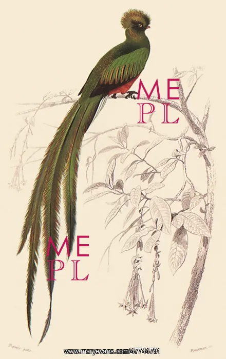  : Quetzal (Trogon pavoninus)