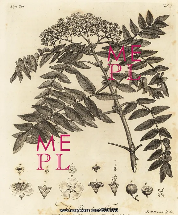 : Quicken tree, Sorbus aucuparia : Quicken tree, Sorbus aucuparia
