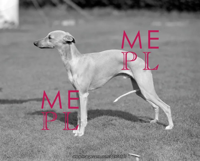 : Quickstep of Allways, whippet owned by Mrs M R Jones : Quickstep of Allways, whippet owned by Mrs M R Jones