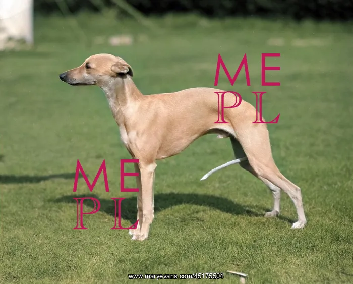 : Quickstep of Allways, whippet owned by Mrs M R Jones : Quickstep of Allways, whippet owned by Mrs M R Jones