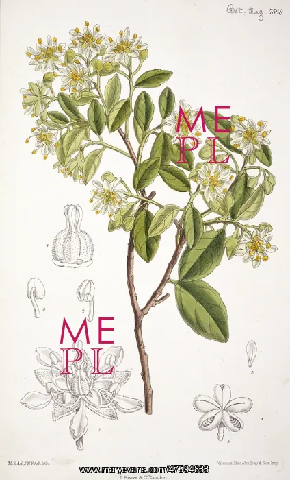 : Quillaja saponaria, soap tree : Quillaja saponaria, soap tree