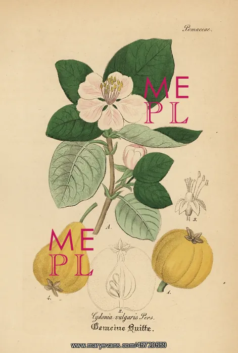 : Quince, Cydonia oblonga : Quince, Cydonia oblonga
