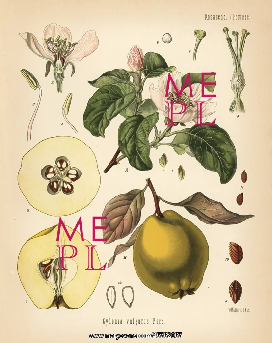 : Quince, Cydonia oblonga : Quince, Cydonia oblonga