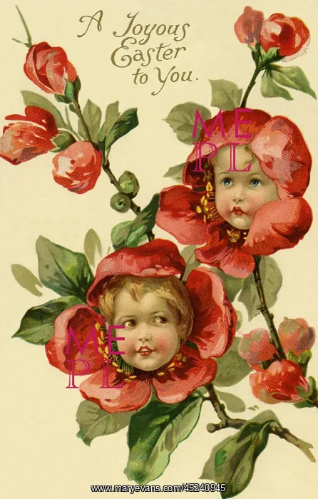 : Quince flower faces : Quince flower faces