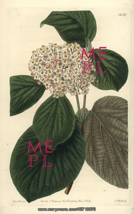 : Quince-leaved wayfaring tree, Viburnum cotinifolium : Quince-leaved wayfaring tree, Viburnum cotinifolium