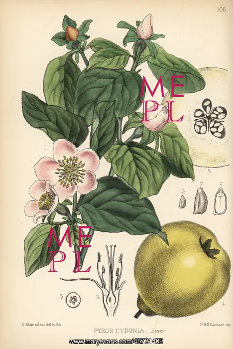  : Quince, Pyrus cydonia