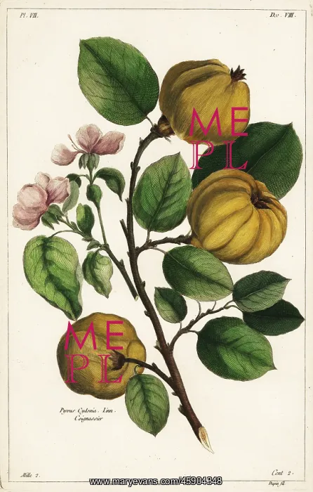 : Quince tree and fruit, Cydonia oblonga : Quince tree and fruit, Cydonia oblonga
