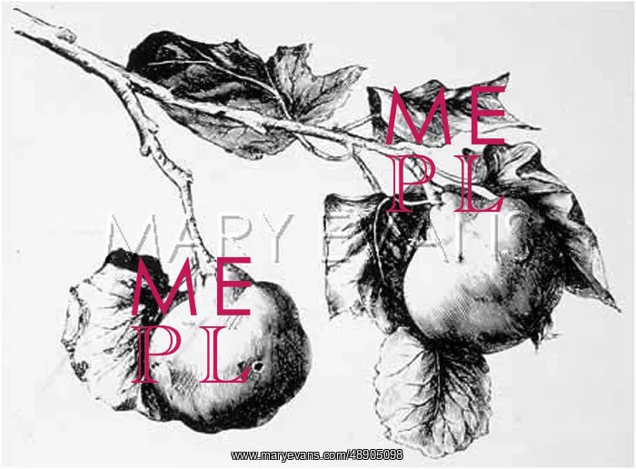  : TWO QUINCES ON A BRANCH