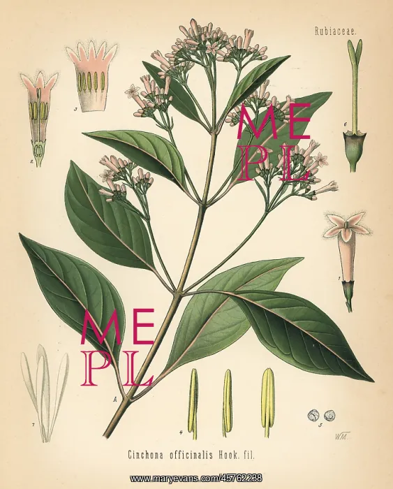 : Quinine bark tree, Cinchona officinalis : Quinine bark tree, Cinchona officinalis