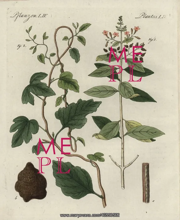: Quinine bark tree, Cinchona officinalis, and : Quinine bark tree, Cinchona officinalis, and