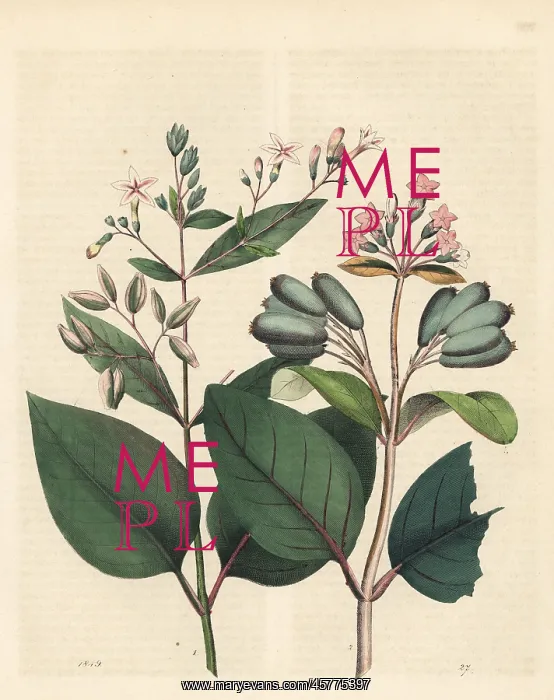 : Quinine and red quinine bark trees : Quinine and red quinine bark trees