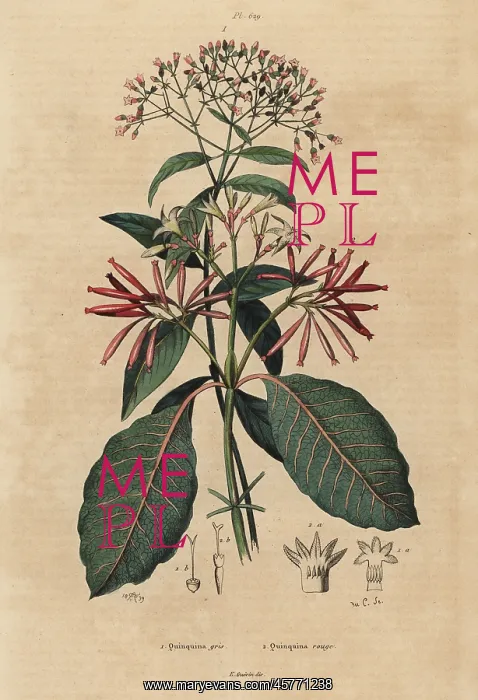 : Quinine tree and Ladenbergia oblongifolia : Quinine tree and Ladenbergia oblongifolia