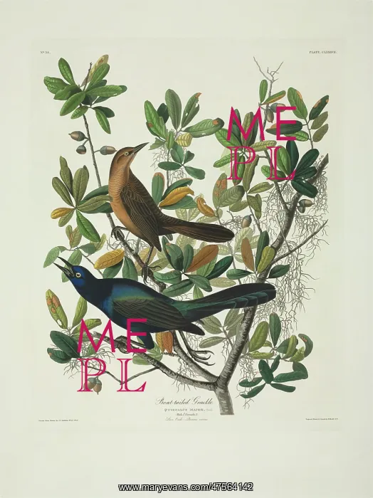 : Quiscalus major, boat-tailed grackle : Quiscalus major, boat-tailed grackle