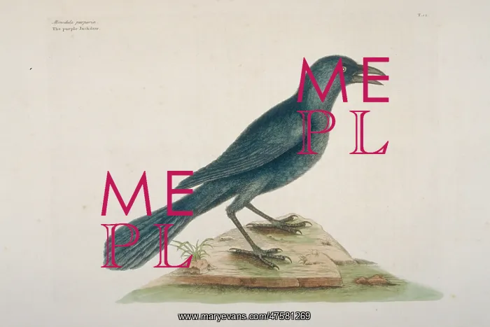 : Quiscalus quiscula, common grackle : Quiscalus quiscula, common grackle