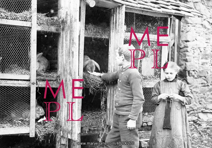 : Rabbit breeding during the war, 1917 : Rabbit breeding during the war, 1917