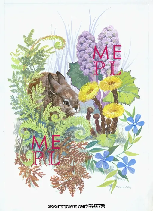  : Rabbit and coltsfoot, bracken etc