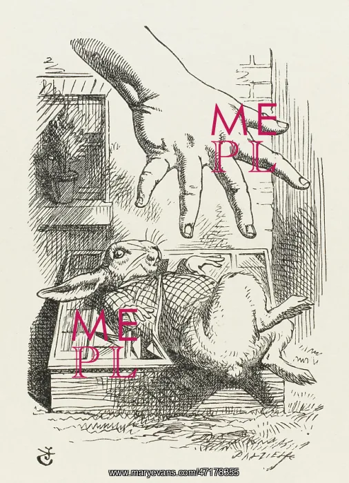 : RABBIT IN CUCUMBER FRAME : RABBIT IN CUCUMBER FRAME