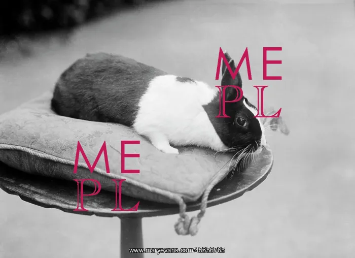: Rabbit on a cushion : Rabbit on a cushion
