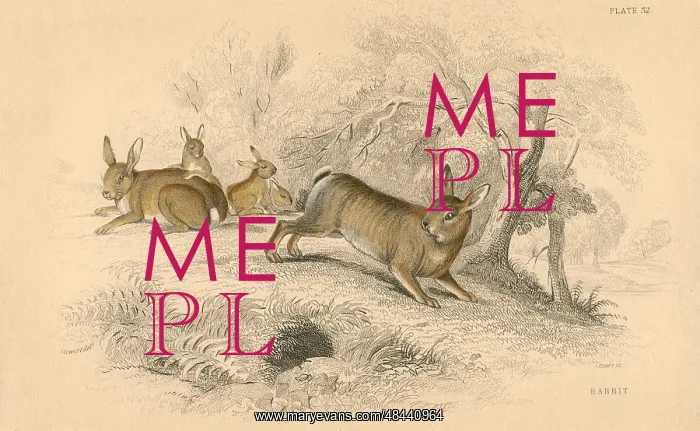: Rabbit (Oryctolagus cuniculus), the Old World : Rabbit (Oryctolagus cuniculus), the Old World