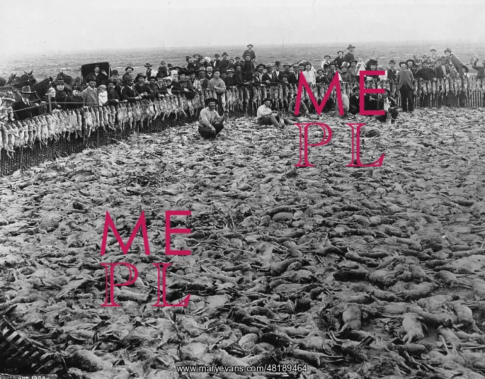 : Rabbit plague in Australia, 1902 : Rabbit plague in Australia, 1902