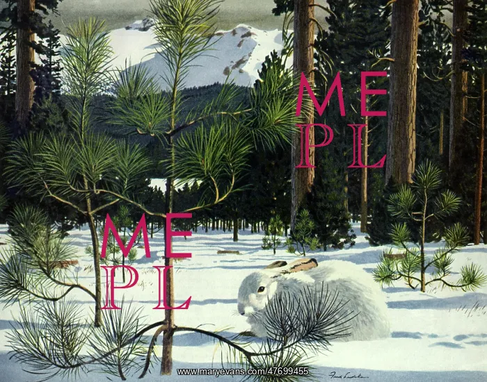  : Rabbit in Snow