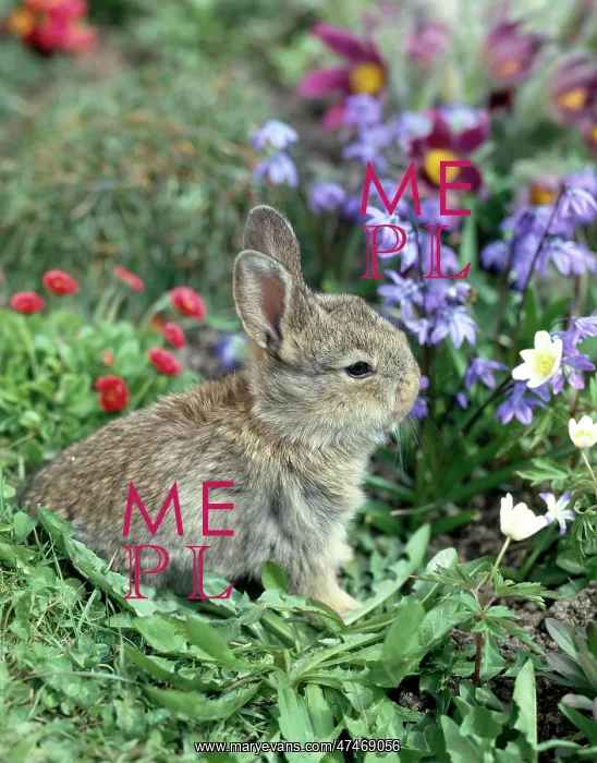 : Rabbit with windflowers and daisies etc : Rabbit with windflowers and daisies etc