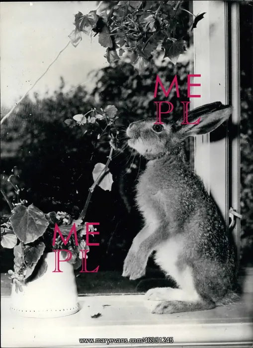 : Rabbit on a windowsill, Denmark : Rabbit on a windowsill, Denmark
