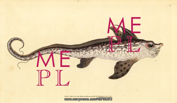 : Rabbitfish or sea monster, Chimaera monstrosa : Rabbitfish or sea monster, Chimaera monstrosa