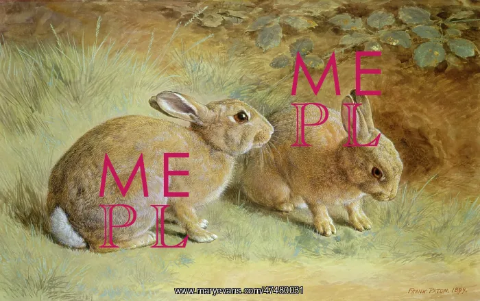  : Two Rabbits