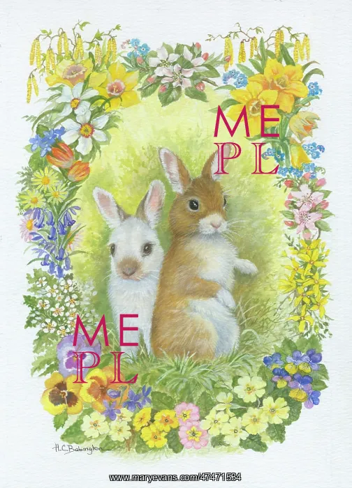  : Two rabbits with border