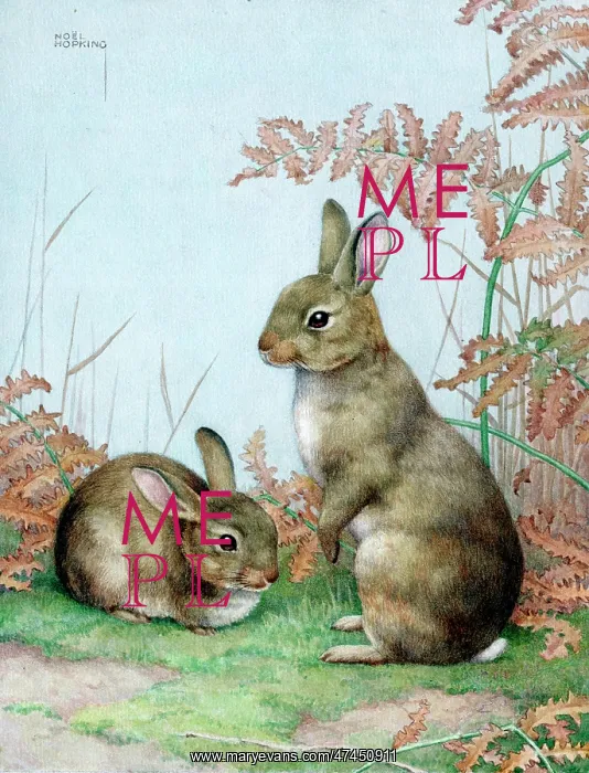  : Two rabbits and bracken