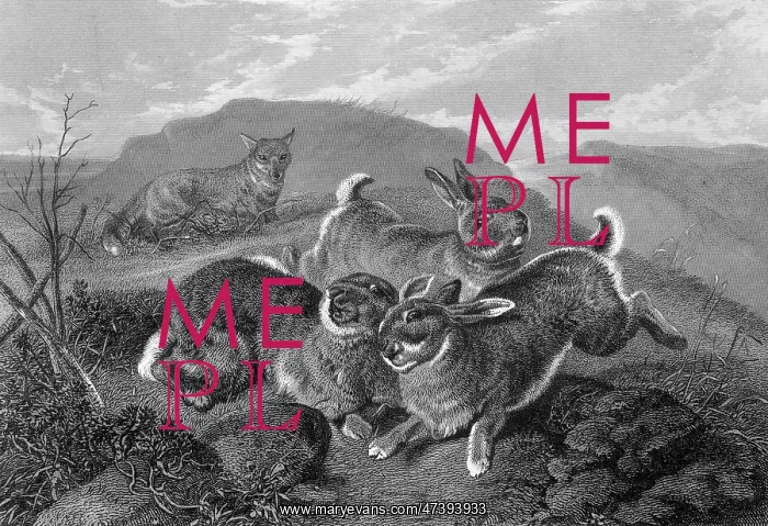 : RABBITS AND FOX : RABBITS AND FOX