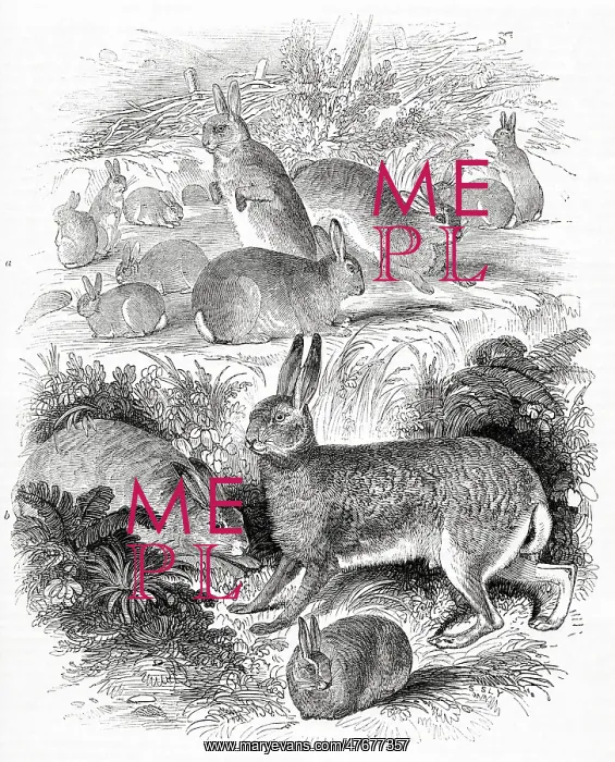  : Rabbits, hares and leverets