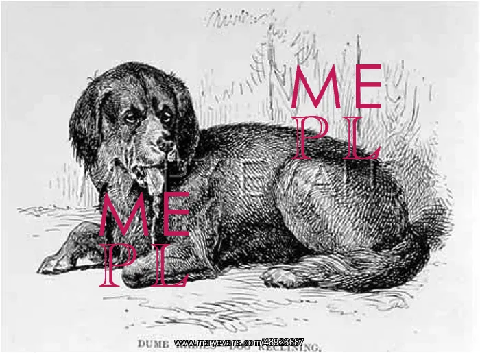 : RABID DOG RECLINING : RABID DOG RECLINING