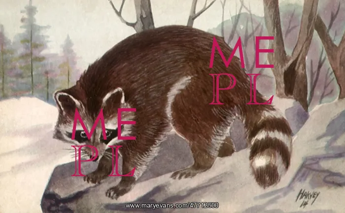  : Raccoon