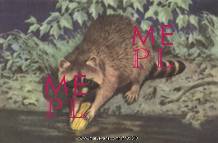  : Raccoon