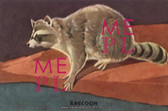  : Raccoon