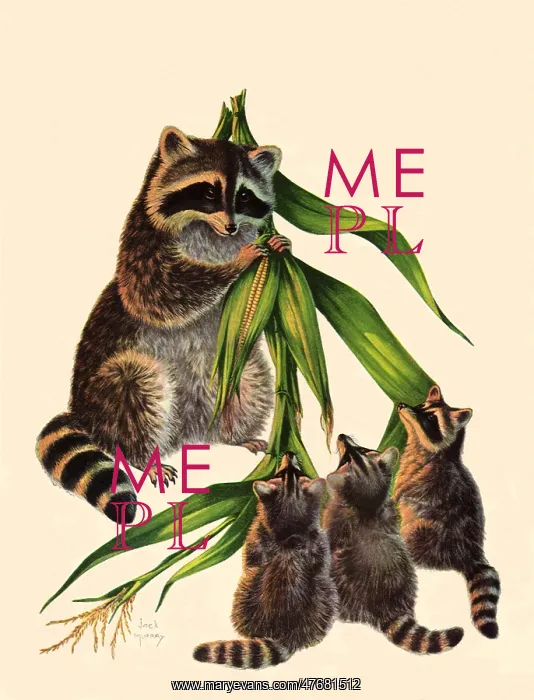  : Raccoon and Babies
