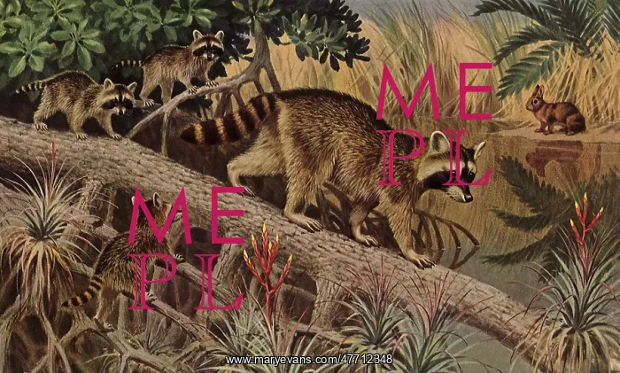  : Raccoon Family